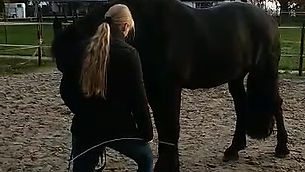 Paard leren schommelen